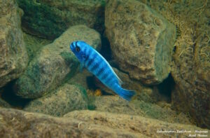 Labeotropheus fuelleborni 'Magunga'